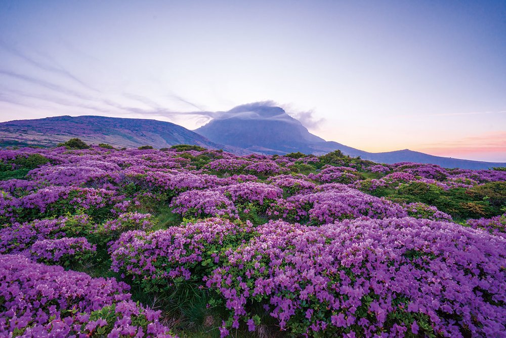 อุทยานแห่งชาติภูเขาฮัลลาซาน | รูปภาพจาก www.koreafanclub.com