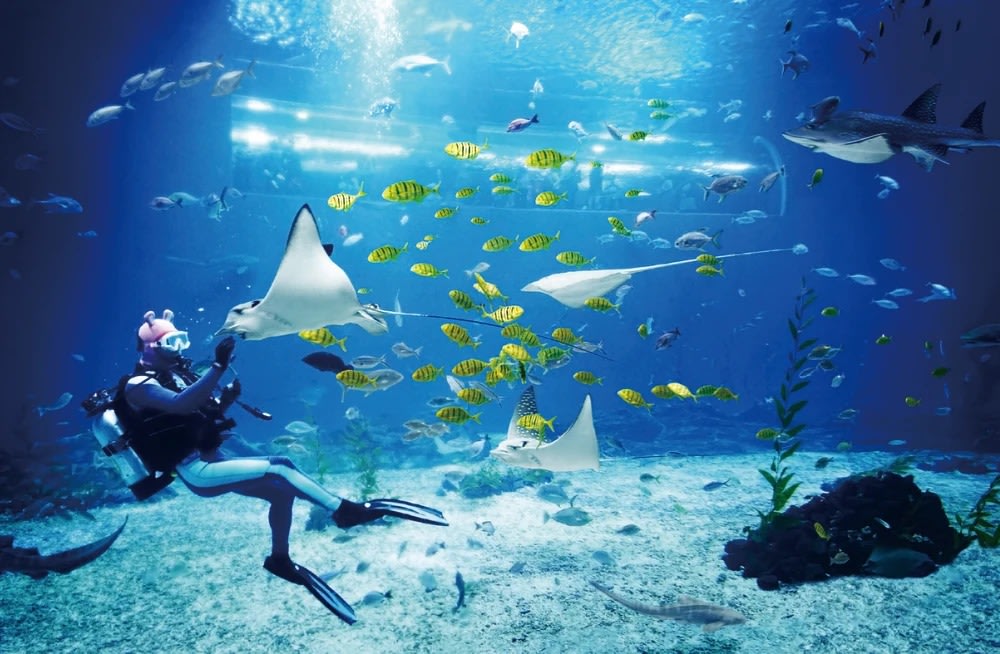 ถ่ายรูปสัตว์ใต้น้ำตัวน้อยที่พิพิธภัณฑ์สัตว์น้ำ อควา แพลเน็ต เชจู (Aqua Planet Jeju)