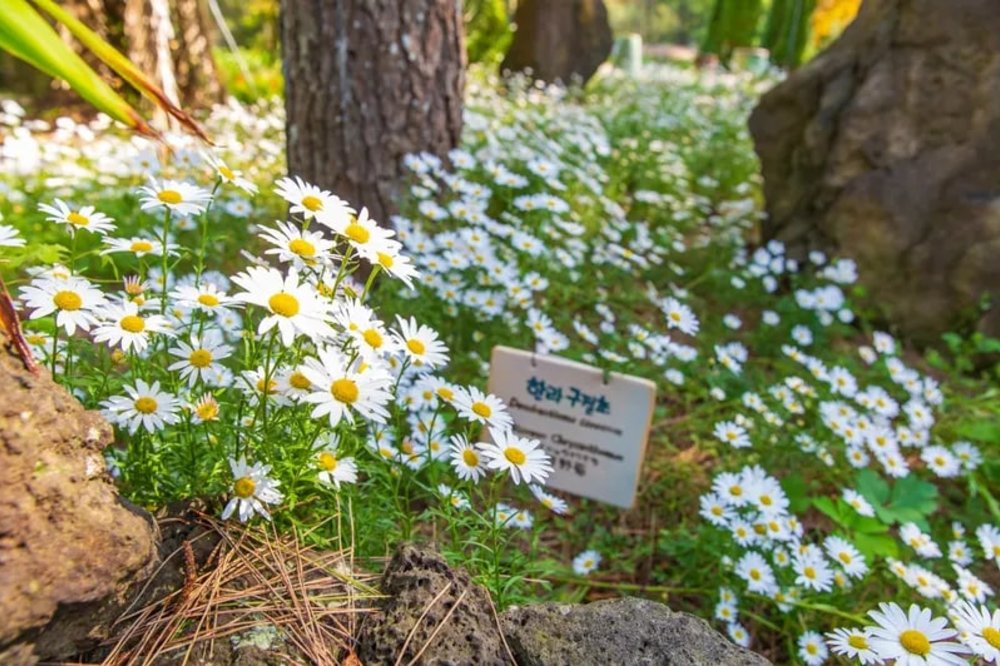 ทุ่งดอกไม้ที่ตั้งอย่างสวยงามพร้อมต้อนรับนักท่องเที่ยว