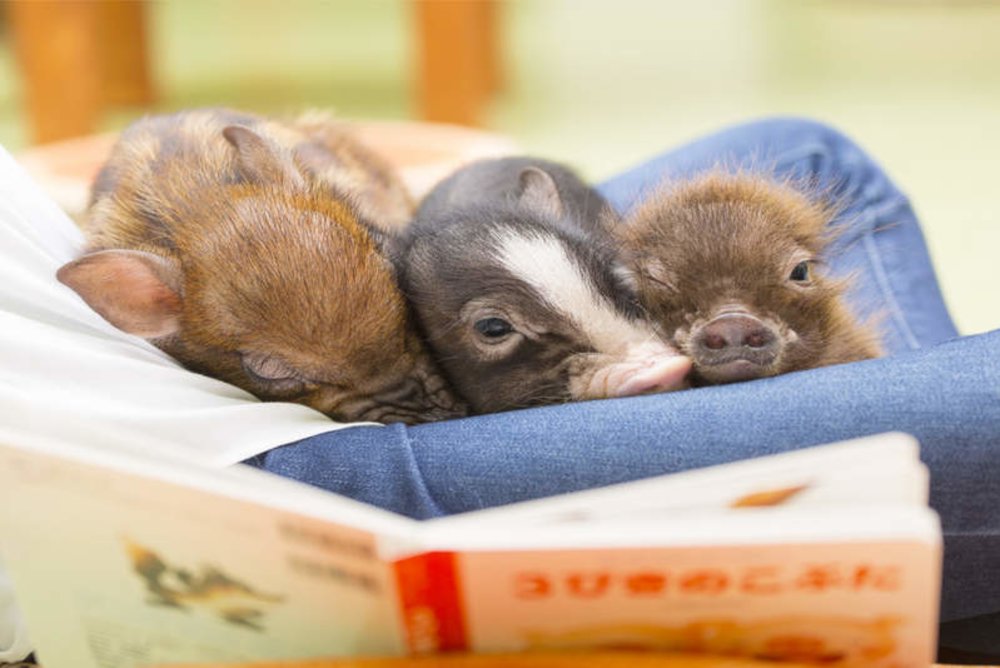 three mini pigs on a person's lap