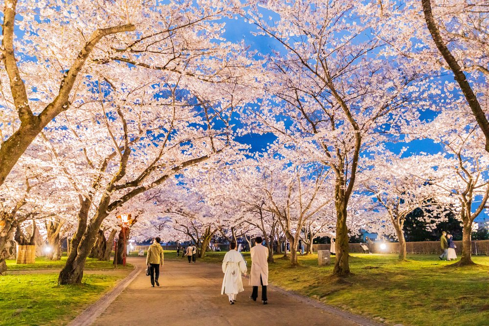 People walking under cherry blossom trees