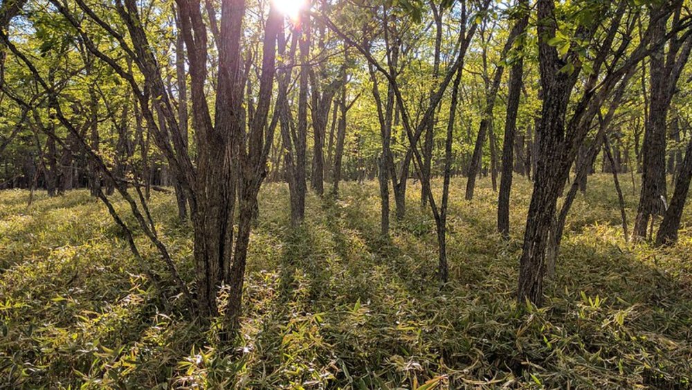 日光景點日光杉木林道