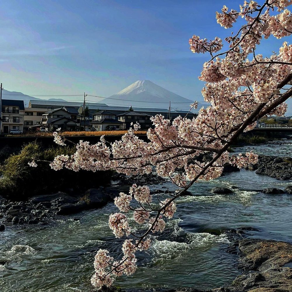 mt fuji cherry blossom