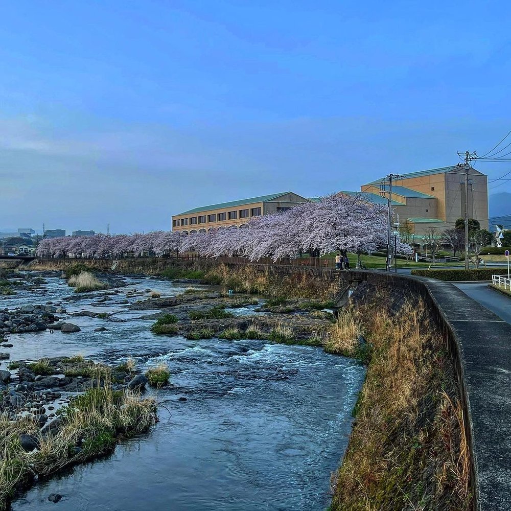 mt fuji cherry blossom