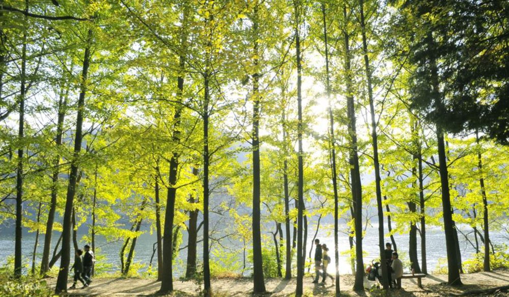 Đảo Nami - Điểm Đến Lãng Mạn Hàng Đầu Gyeonggi-do 