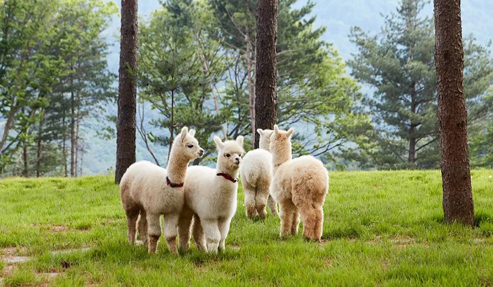  Công Viên Alpaca World