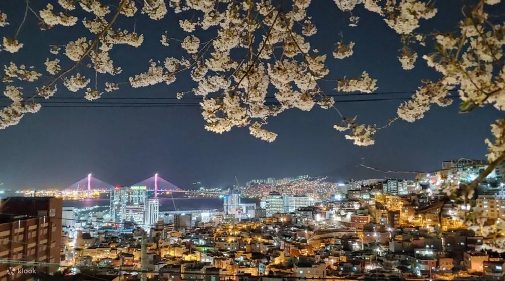 釜山賞櫻 東大新洞