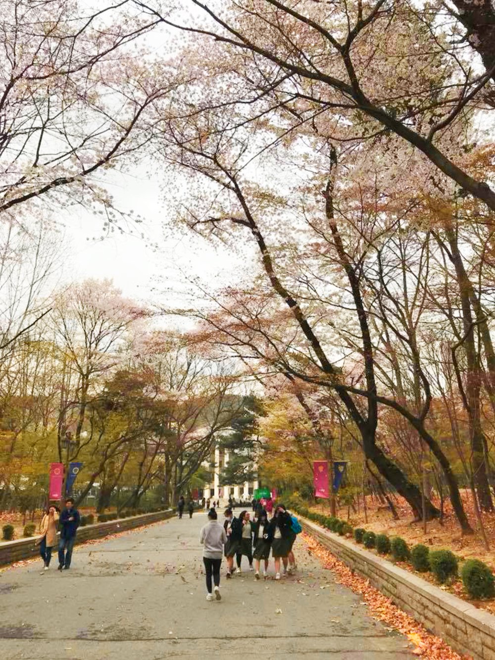 首爾櫻花景點, 韓國櫻花, 首爾櫻花, 首爾 櫻花 時間, 首爾4月櫻花, 慶熙大學櫻花