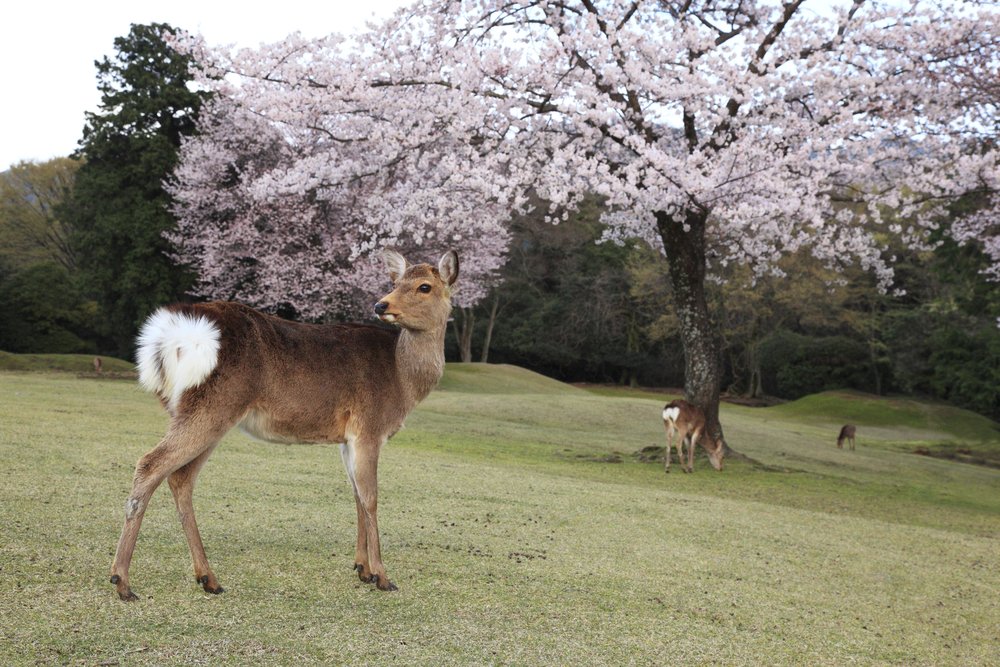 up close photo of a deer in nara