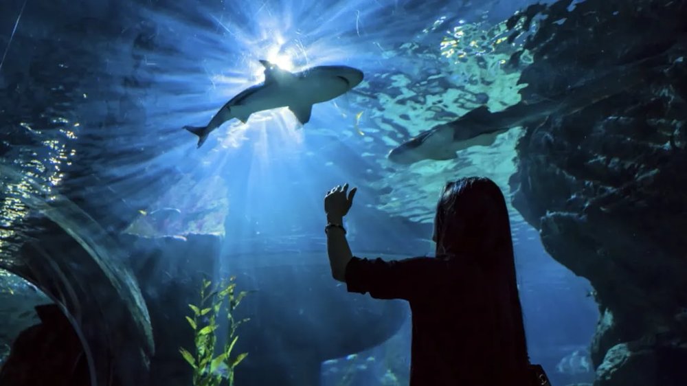 สถานที่เดท ที่พิพิทธภัณฑ์ ซีไลฟ์ แบงคอก โอเชี่ยน เวิลด์ (SEA LIFE Bangkok Ocean World)