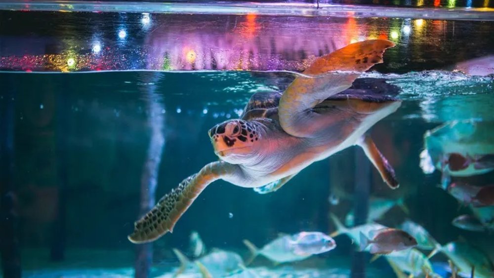 สถานที่เดท ที่พิพิทธภัณฑ์ ซีไลฟ์ แบงคอก โอเชี่ยน เวิลด์ (SEA LIFE Bangkok Ocean World)