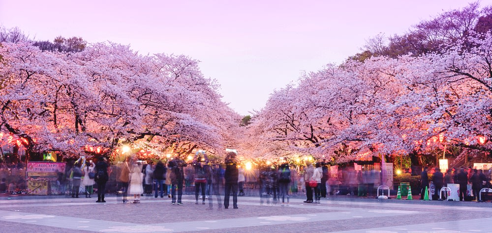 ใบไม้ผลิ หนึ่งในฤดูกาลที่น่าเที่ยวที่สุดในญี่ปุ่น | รูปภาพจาก chillchilljapan.com