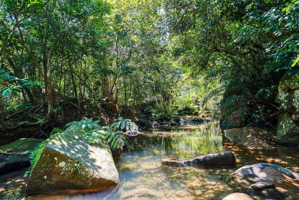 พื้นที่ป่าของเกาะอิริโอโมเตะ ที่เที่ยวญี่ปุ่นที่มีความสวยงาม | www.fun-japan.jp