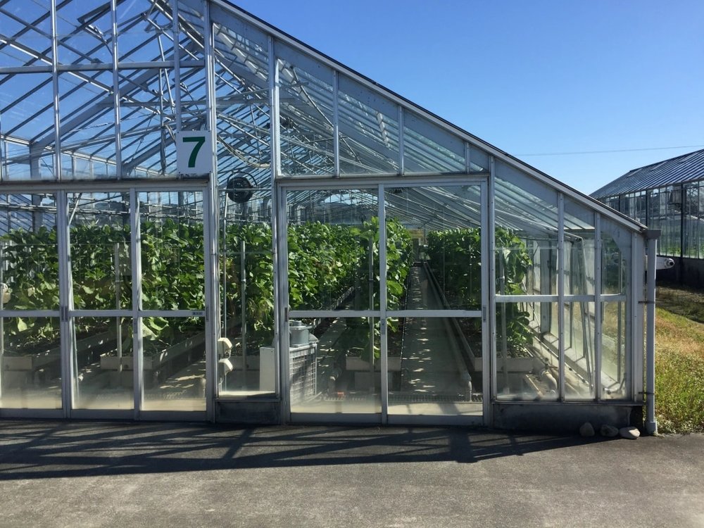 สวนเมล่อนของที่ชิซุโอกะ จะมีกิจกรรมเก็บผลไม้รอคุณอยู่ด้วยนะ | รูปภาพจาก Itraveloften