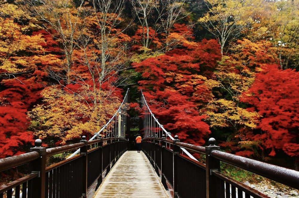 การเดินทางไปเที่ยวญี่ปุ่นช่วงดูใบไม้ร่วง
