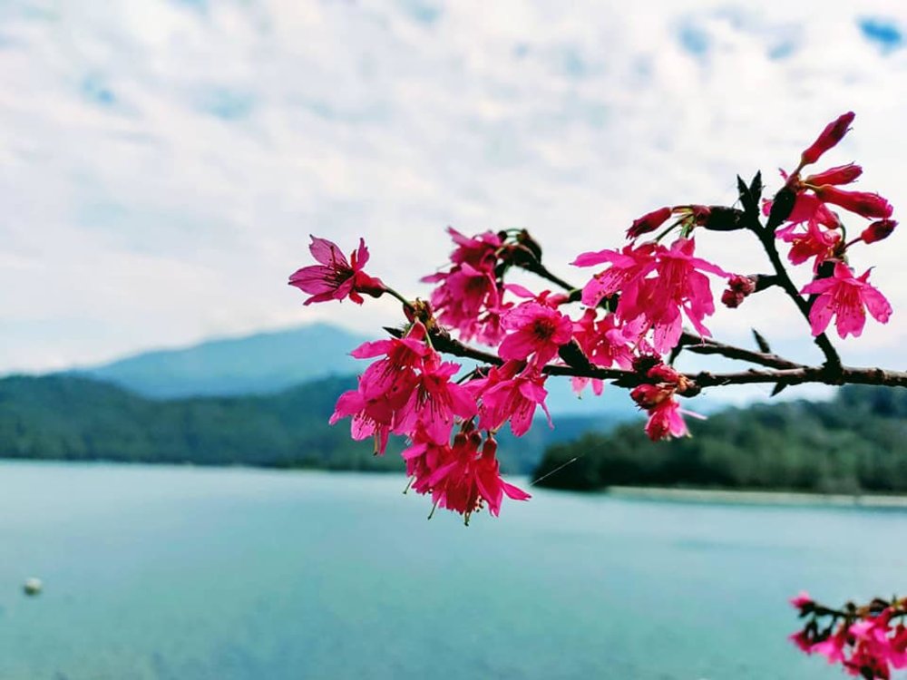 台灣櫻花2023 台灣賞櫻地點 日月潭