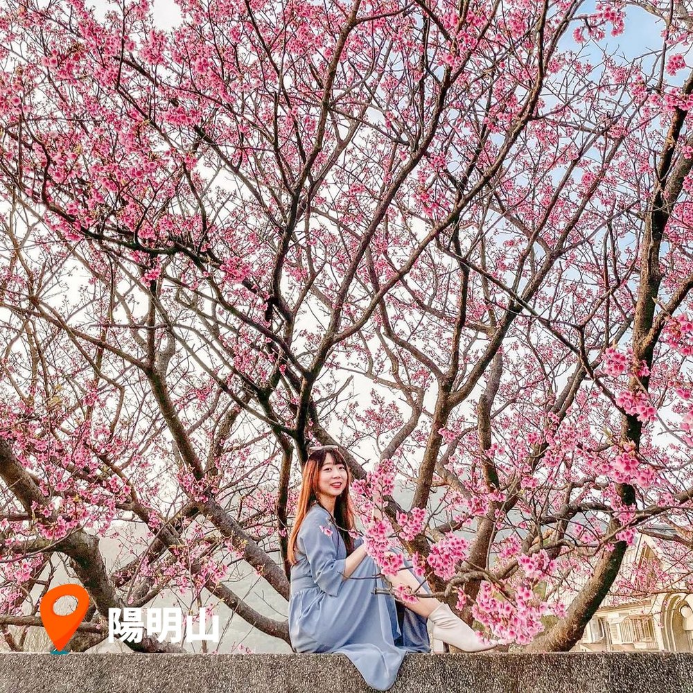 台灣櫻花2023｜台灣北部賞櫻景點 陽明山｜台北櫻花景點