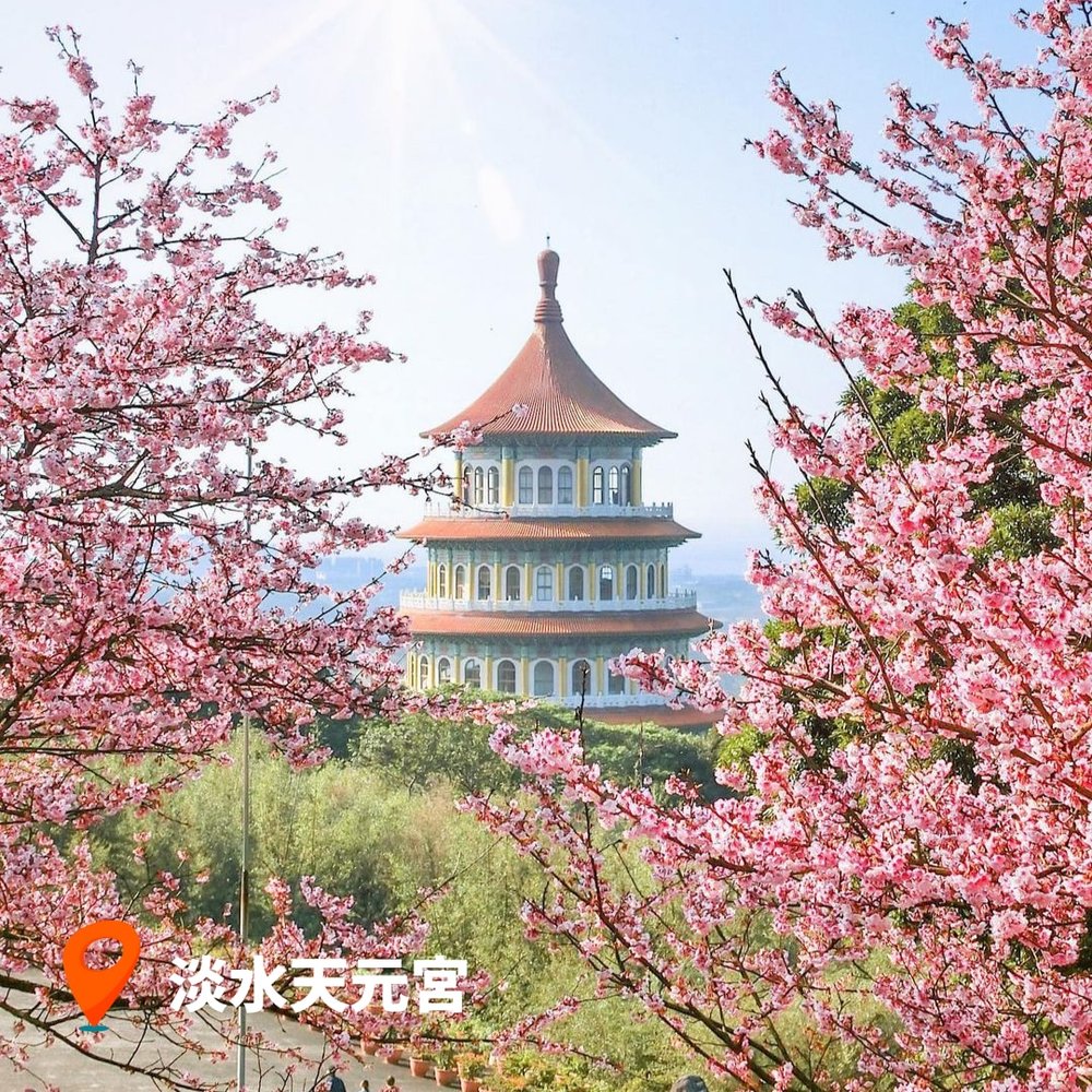 台灣櫻花2023 淡水天元宮｜新北櫻花景點