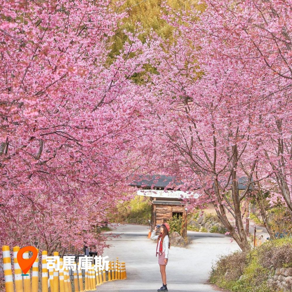 台灣櫻花2023 司馬庫斯｜新竹櫻花景點