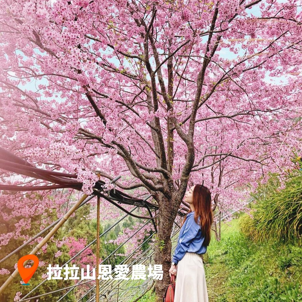 台灣櫻花2023 拉拉山恩愛農場｜桃園櫻花景點