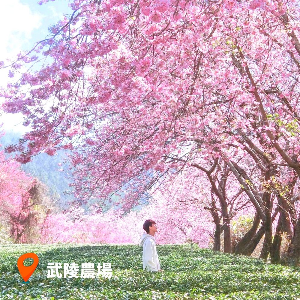 台灣櫻花2023｜台灣中部賞櫻景點 武陵農場｜台中櫻花景點