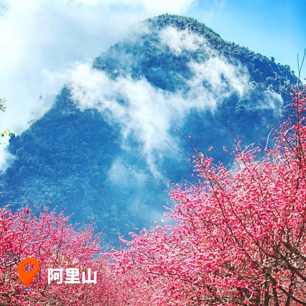 台灣櫻花2023 阿里山｜嘉義櫻花景點