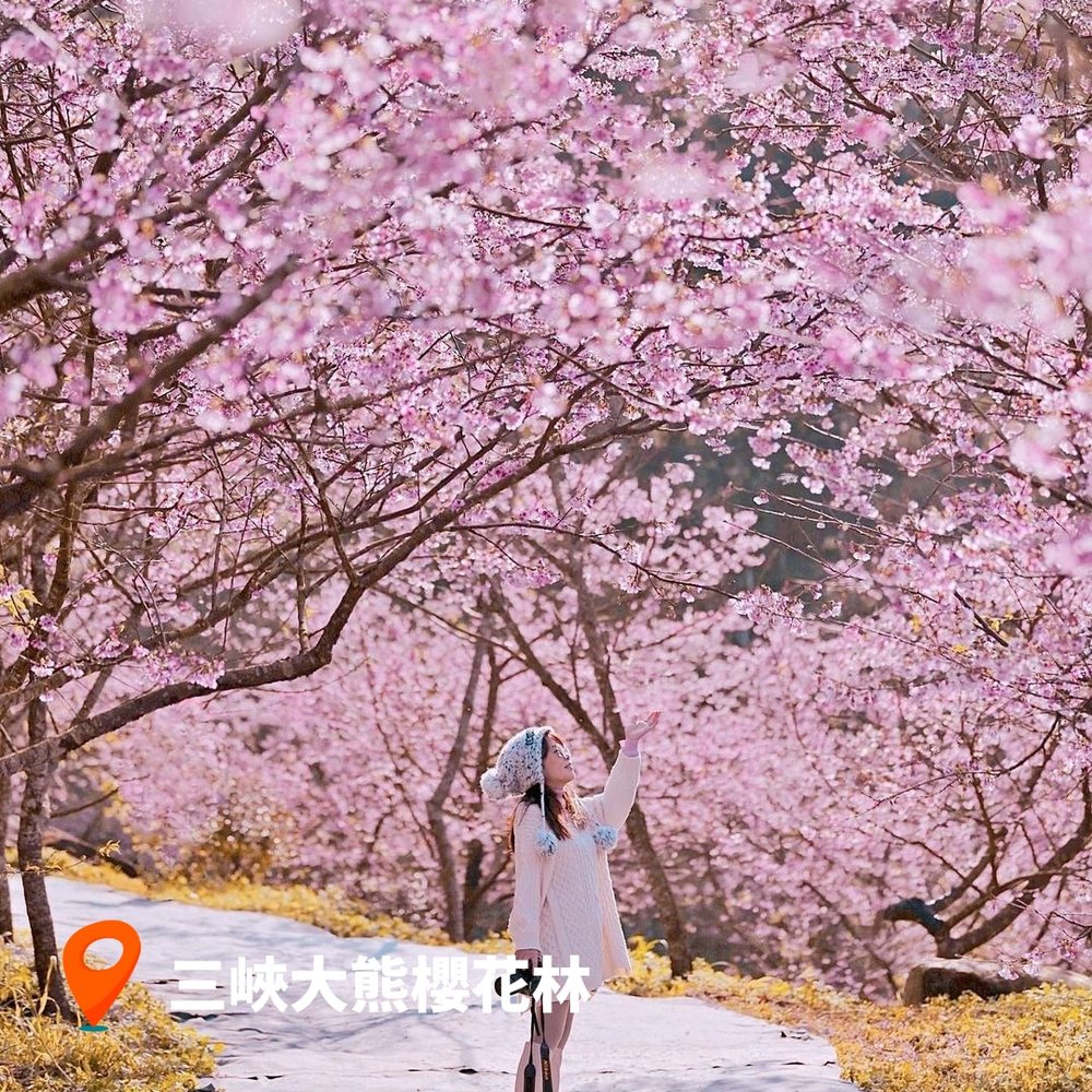 台灣櫻花2023 三峽大熊櫻花林｜新北櫻花景點