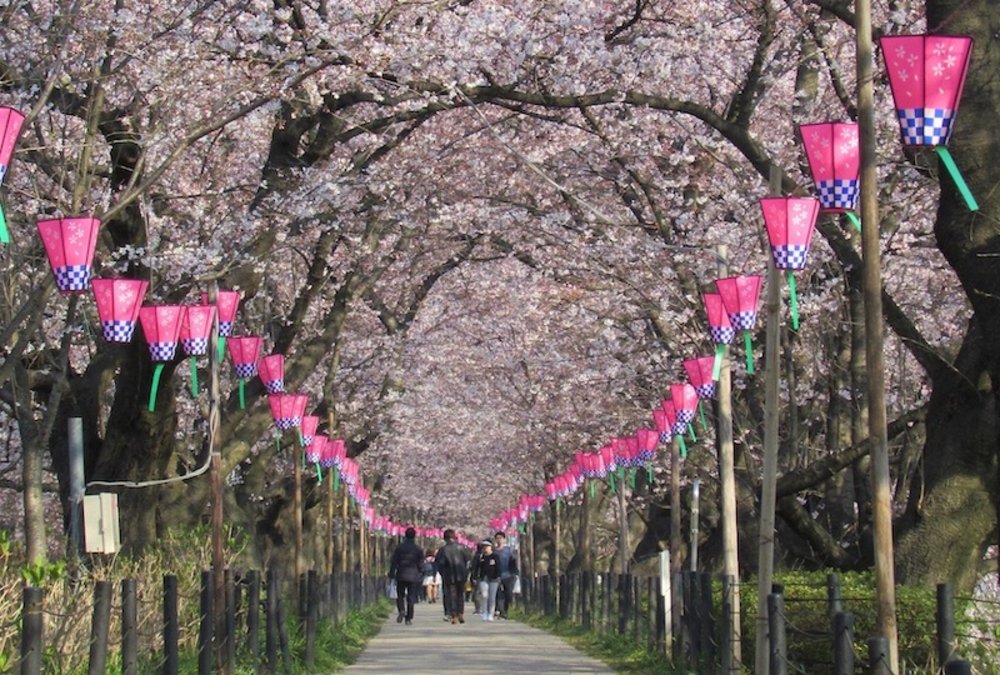 東京櫻花