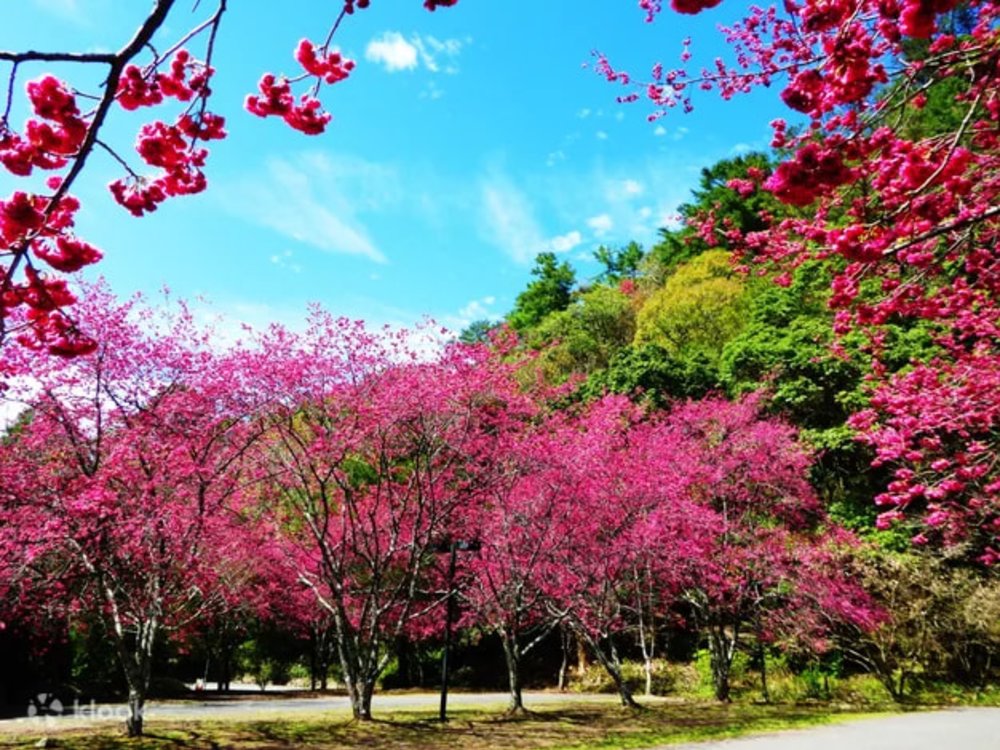 奧萬大國家森林遊樂區｜南投櫻花景點