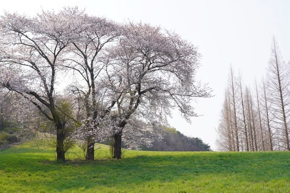 ดอกซากุระบานสะพรั่ง