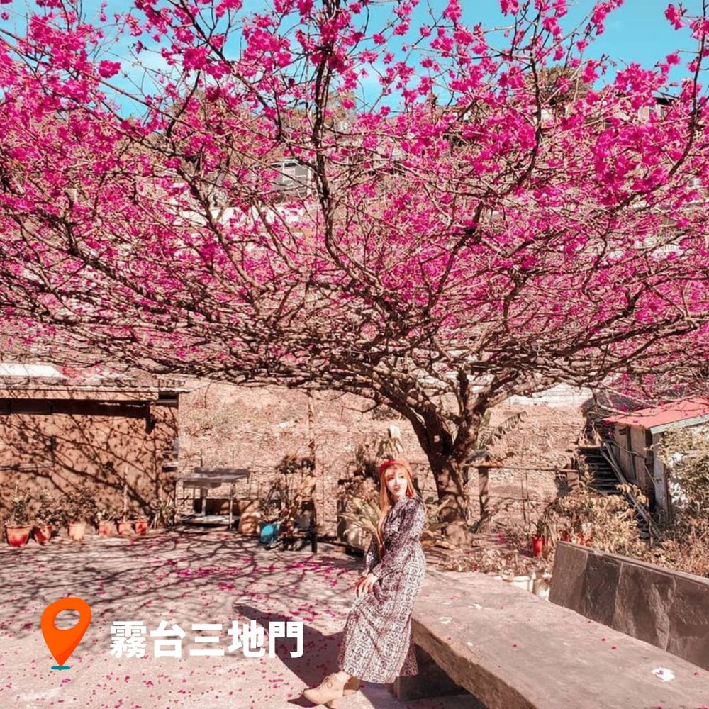 台灣櫻花2023 霧台三地門｜屏東櫻花景點