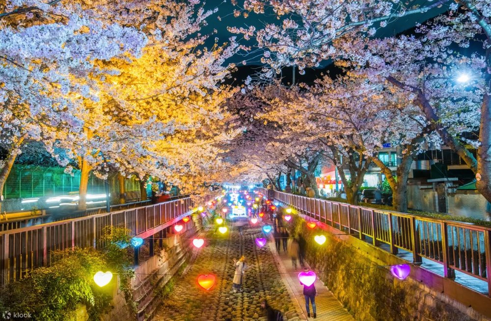 ชมซากุระพร้อมบรรยากาศสุดสวีท