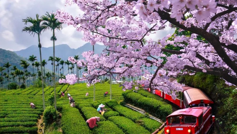 ซากุระบานสะพรั่งในอาลีซาน