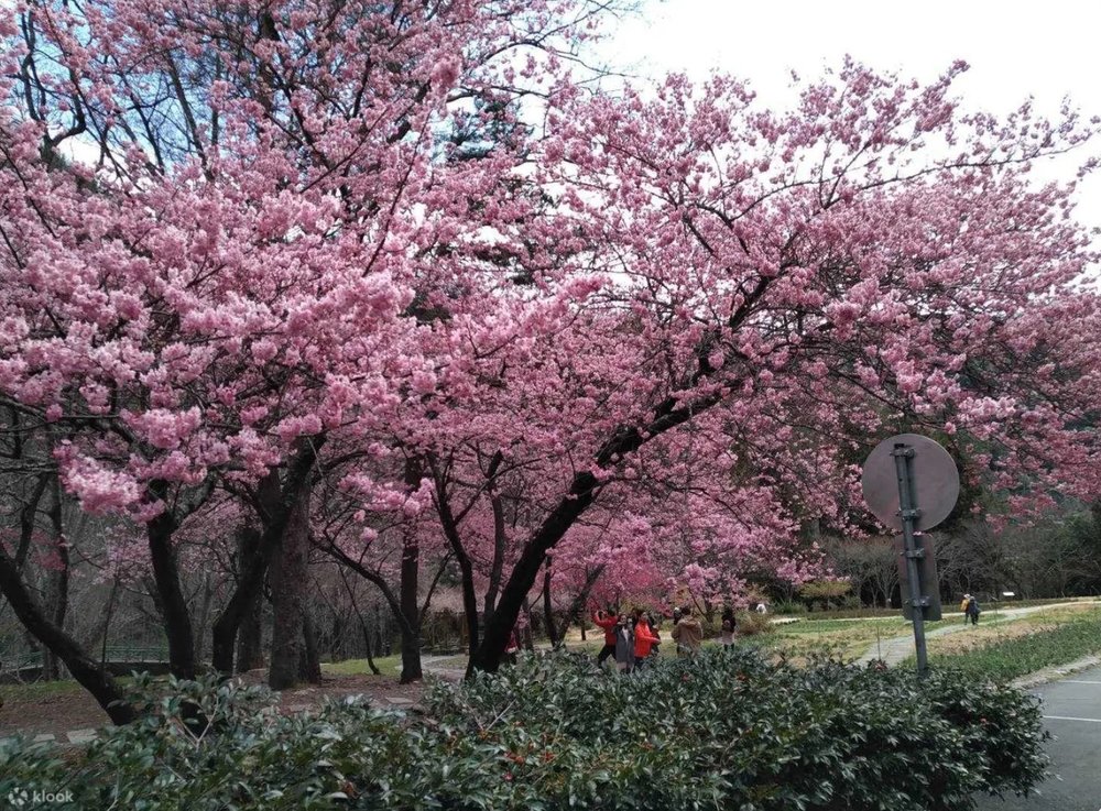 อีกหนึ่งสถานที่ชมซากุระในฤดูใบไม้ผลิ