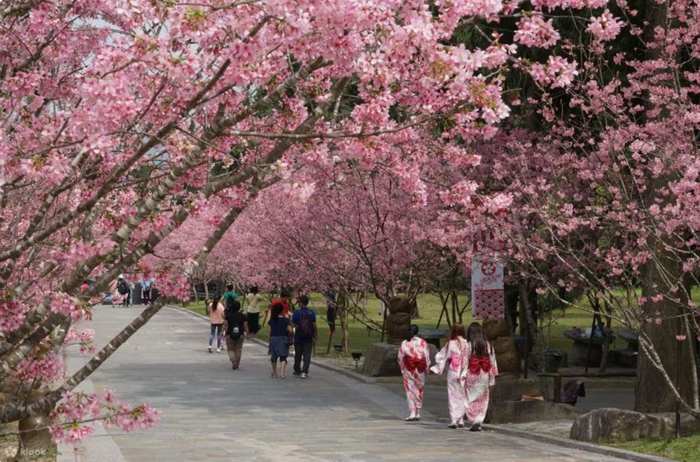 ต้นซากุระปกคลุมจนเหมือนมีหลังคาสีชมพูเลย ~