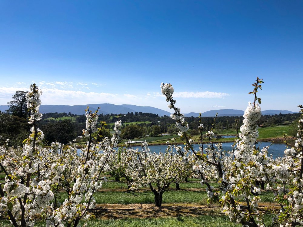 Cherry Trees in Yarra Valley Melbourne Australia