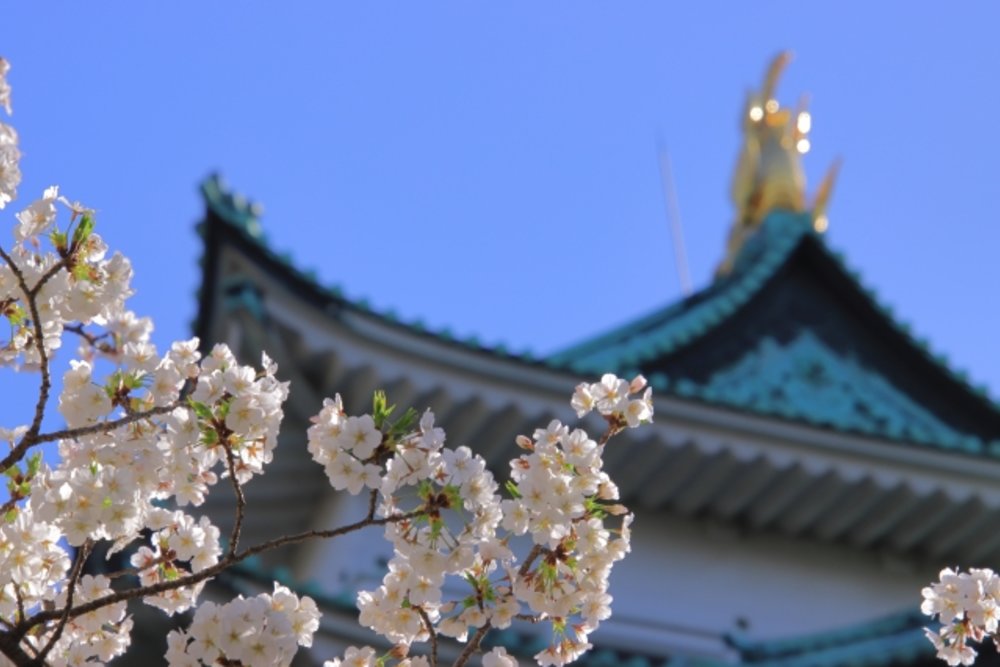 名古屋賞櫻名古屋城