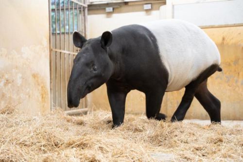名古屋賞櫻東山動植物園