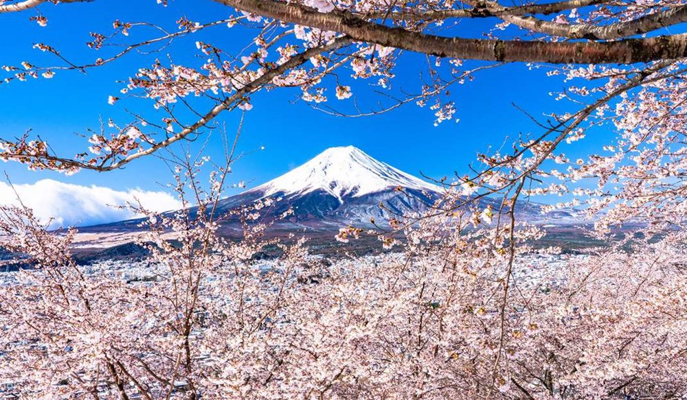 hoa-anh-dao-nhat-ban