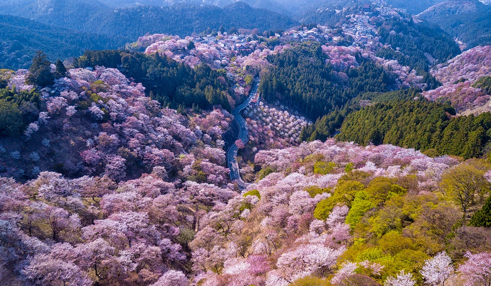 Kinh nghiệm du lịch Nhật Bản, Ngắm hoa anh đào, Ngắm hoa anh đào tại Nhật Bản, Điểm du lịch Nhật Bản, Xứ sở hoa anh đào