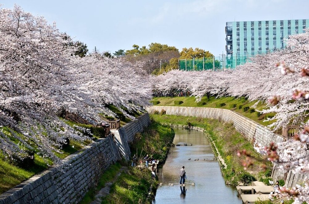 名古屋賞櫻山崎川四季之道
