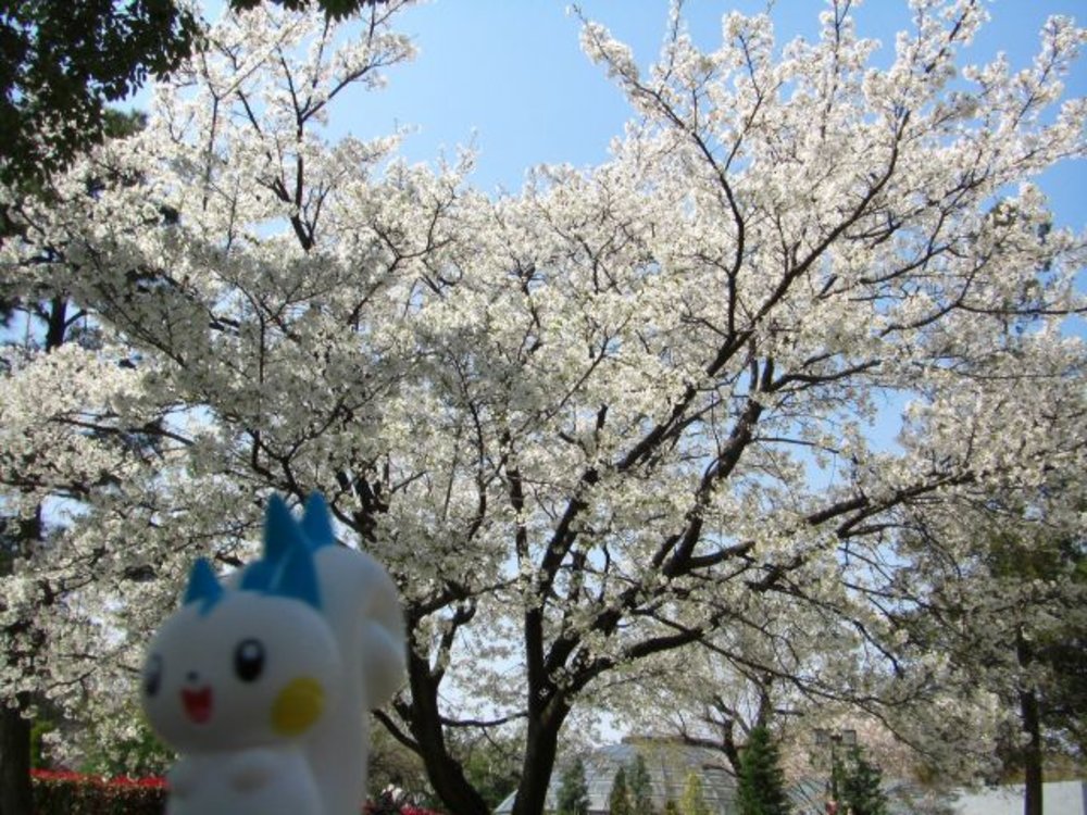 名古屋賞櫻名城公園