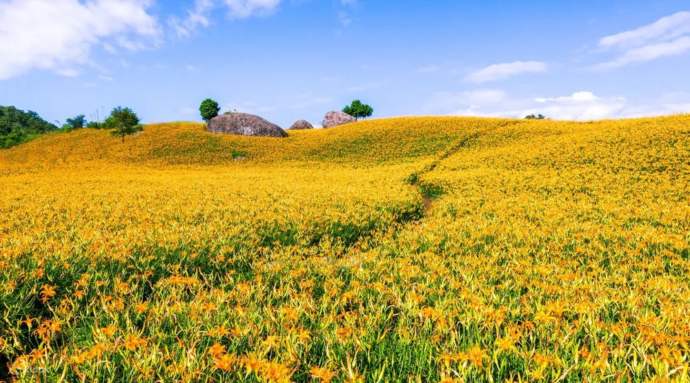 六十石山金針花海