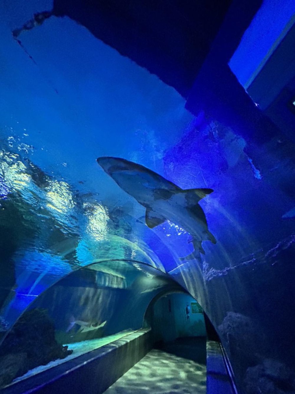 シーライフバンコクオーシャンワールド オーシャントンネル