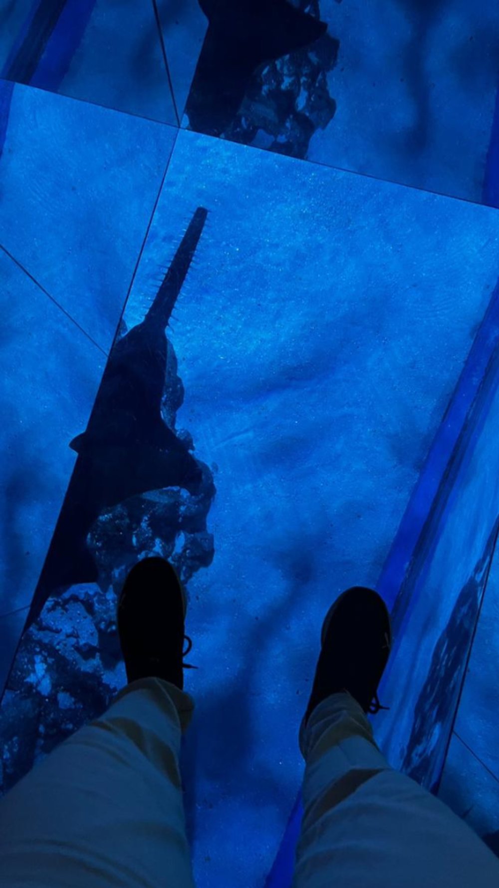 シーライフバンコクオーシャンワールド オーシャントンネル シャークウォーク