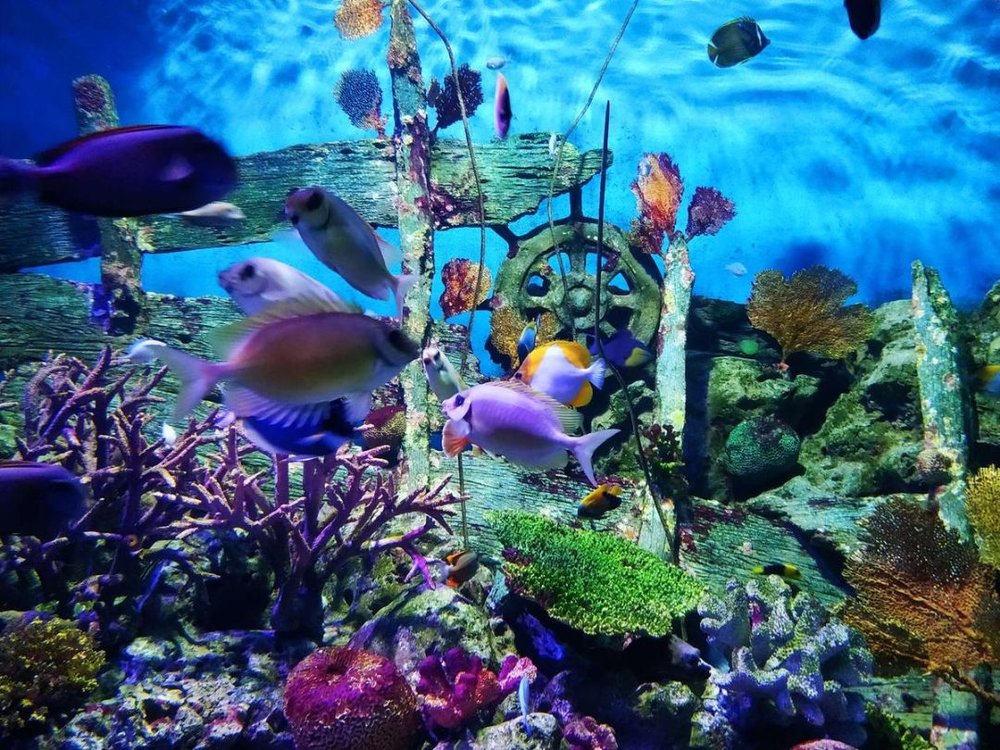 シーライフバンコクオーシャンワールド 熱帯魚