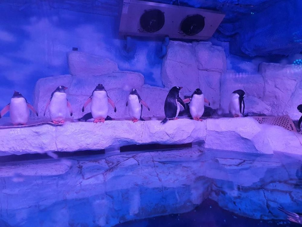 シーライフバンコクオーシャンワールド ペンギン