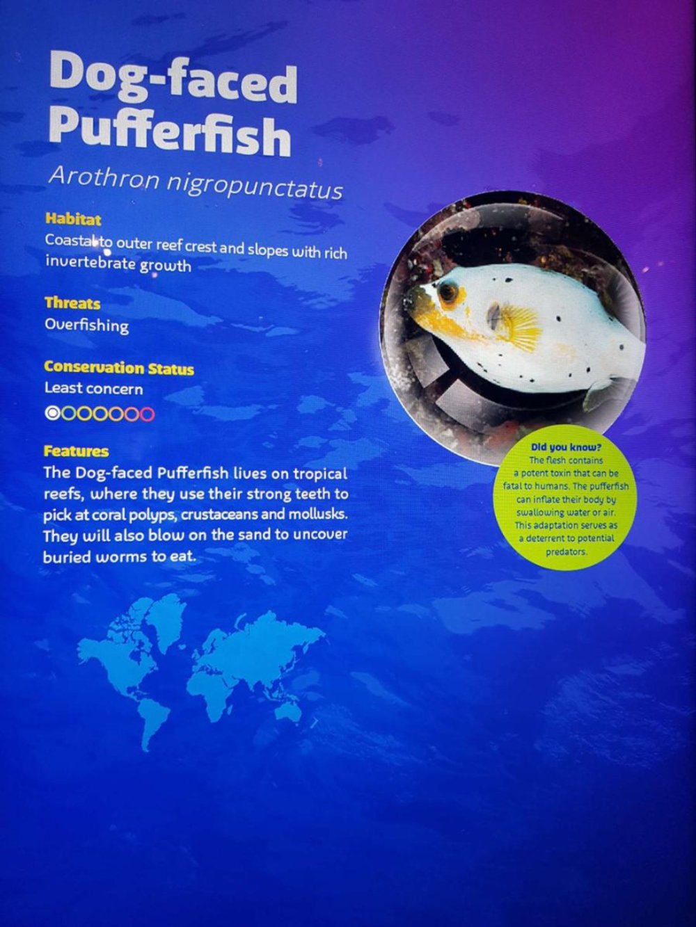 シーライフバンコクオーシャンワールド パネル展示