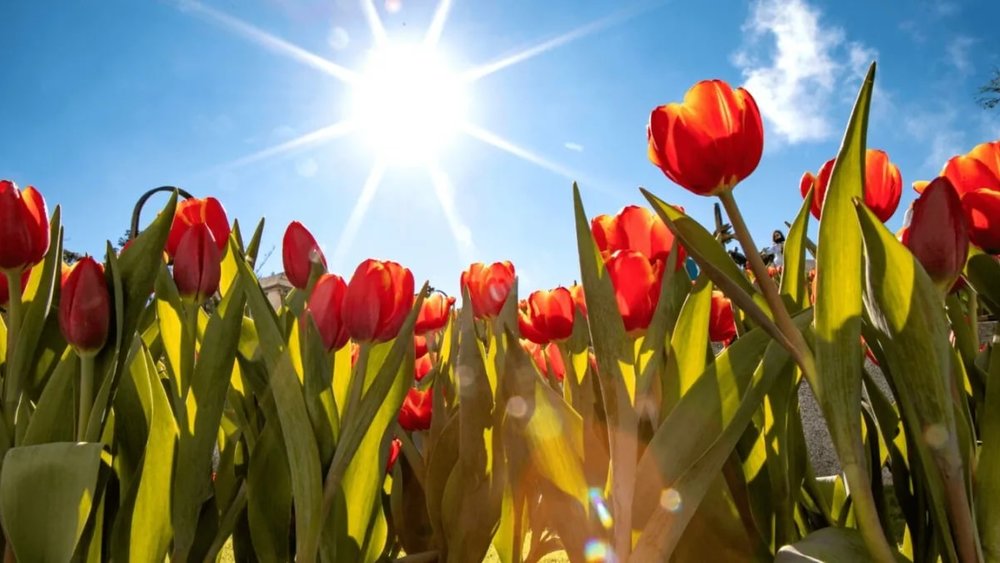 ขอบคุณรูปภาพจาก KKday l สวนดอกไม้สไตล์ฝรั่งเศส Le Jardin D’Amour 