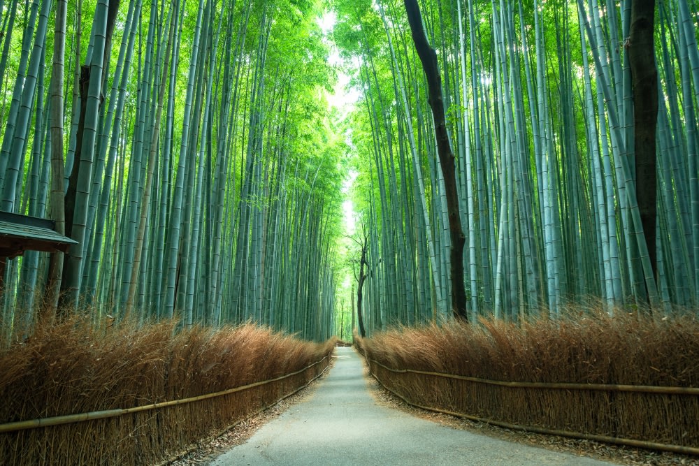 ป่าไผ่อาราชิยาม่า Arashiyama Bamboo Forest